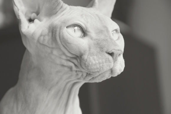 招财猫是哪种猫咪,这才是真正的招财猫