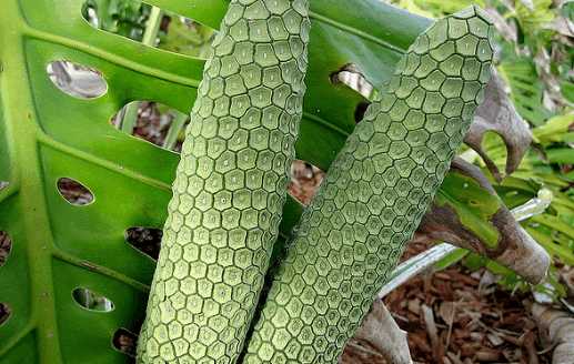 见到这样的食物一定要确保果实熟了才能吃