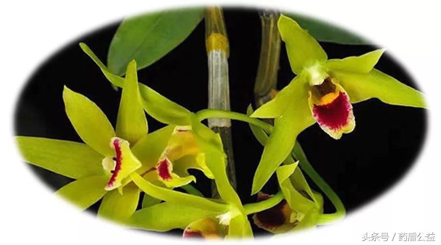 养生佳品石斛,进补中药材大全图片