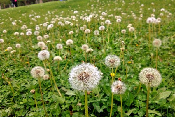 农村常见100种野花图片及名称,农村常见的50种野花名字