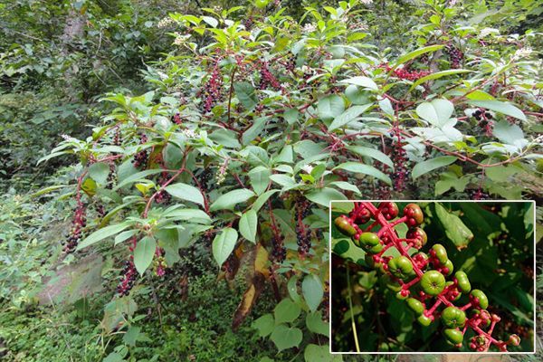 农村常见100种野花图片及名称,农村常见的50种野花名字