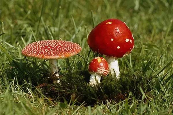 如果感到抑郁你就磕个菇!