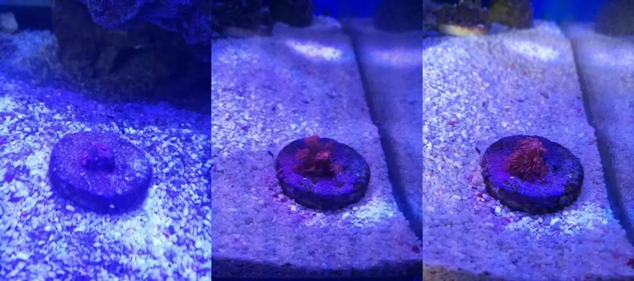 海缸变褐色,海缸变乳白色