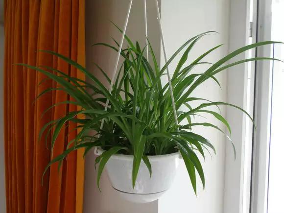 直立口红吊兰的养殖方法,金鱼吊兰养殖的正确方法