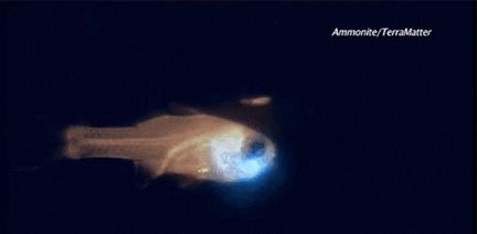 进来用手机截图,截到哪个明星,未来你的老婆就长那样