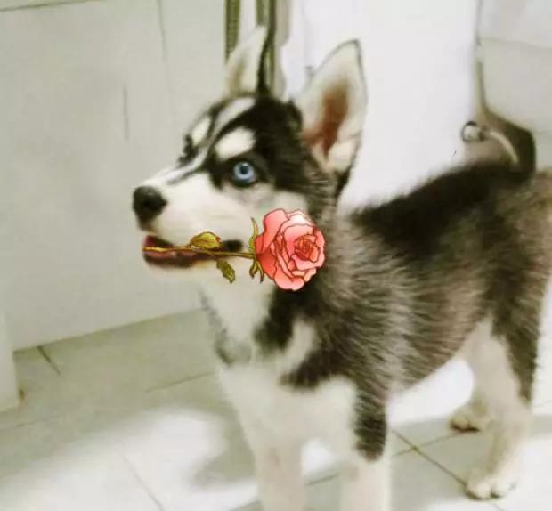 狗是唯一喜欢你的生物,狗是唯一爱主人胜过爱自己的动物