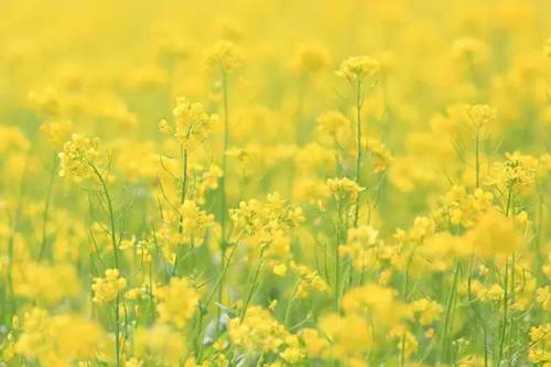 沈阳长白岛油菜花好去处,沈阳北陵区油菜花海