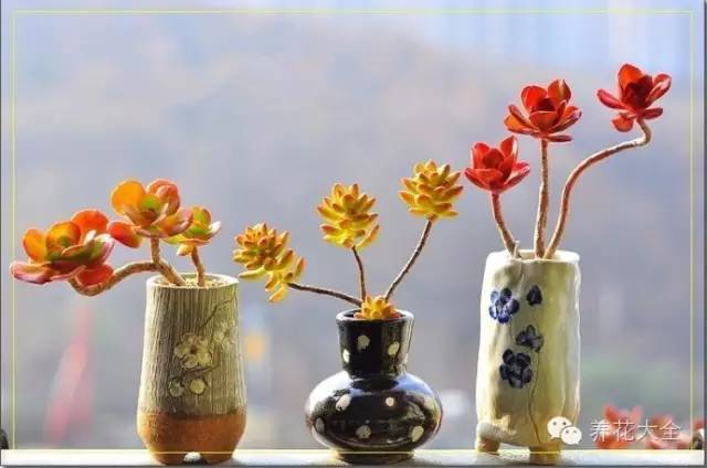 必看|台湾是中国的,多肉是世界的!