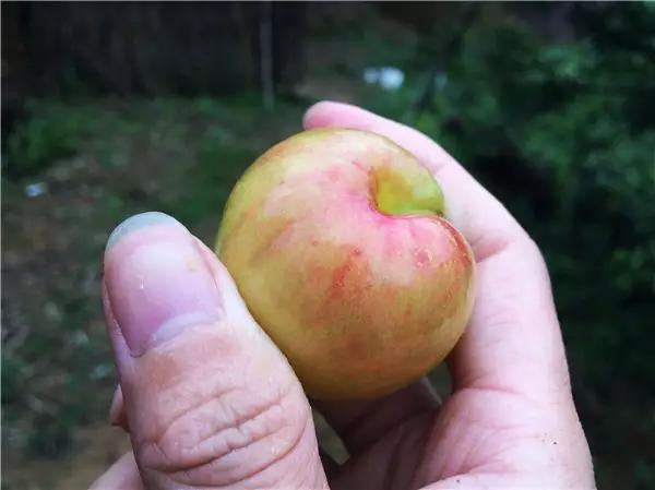 水浇多了补救视频,水浇多了变稀泥怎么办