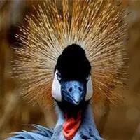 敢不敢来比比鸟？（内含福利）