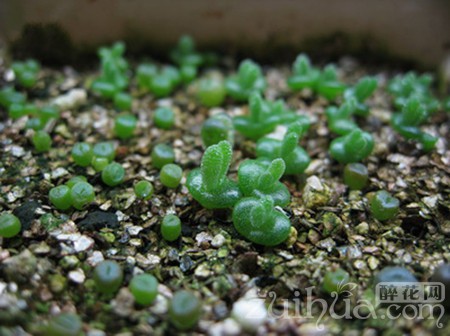 多肉植物新手播种视频教程,多肉播种发芽养护教程详解