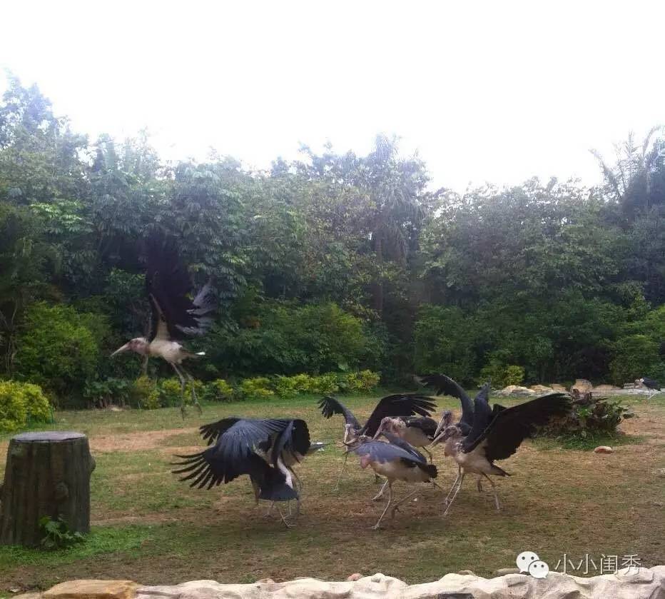 带孩子广州长隆旅游攻略,长隆动物乐园多长时间可以逛完