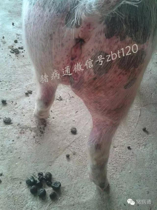 猪总睡在猪屎上什么原因,猪会拉狗屎吗原视频