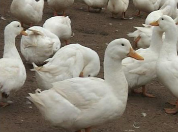 北方的鸭子炖出来柴,北方鸭子好卖吗