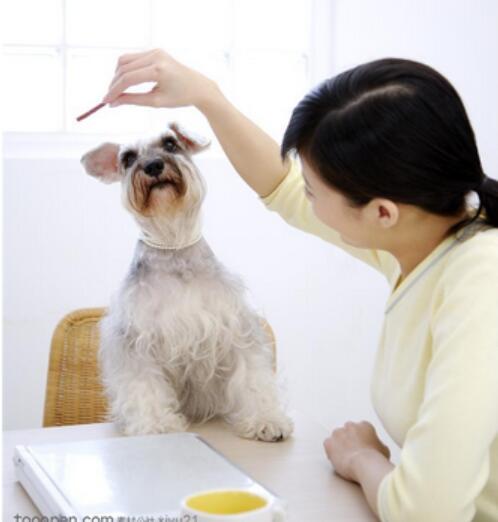 狗狗不吃饭无精打采老趴着,狗狗不吃东西怎么办还掉毛