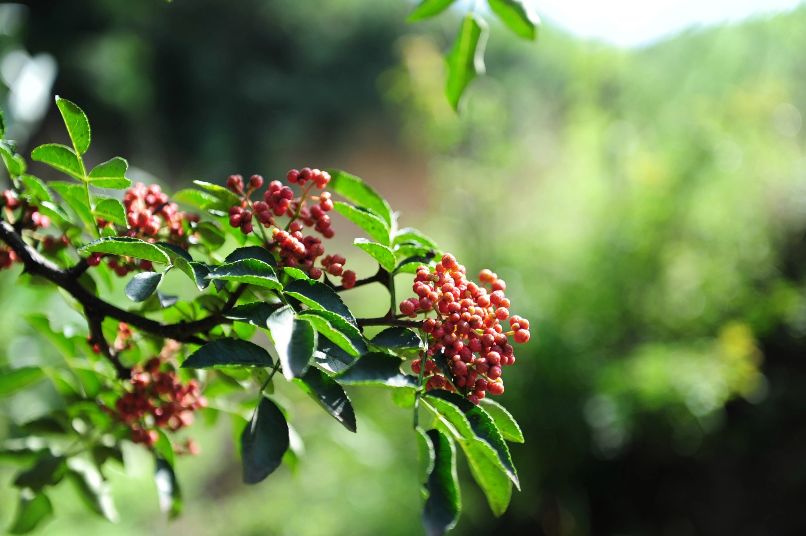 最全面的介绍陕西韩城花椒 (陕西特产韩城大红袍花椒)