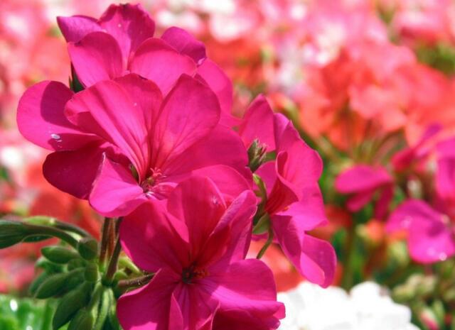 驱蚊虫的正确驱虫方法,驱蚊虫草哪种最好