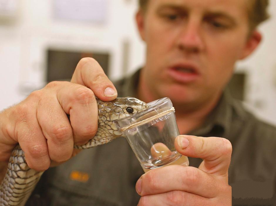 人工养殖蛇可以家养吗,人工喂养的蛇是不是犯法的