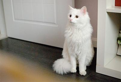 哪几种猫都是稀有猫,各种品种的猫哪种猫最好