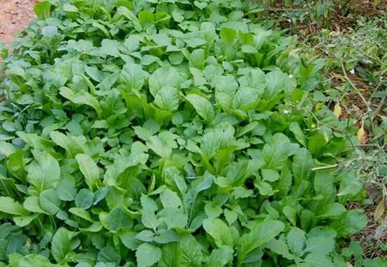 南宁附近的农家乐有哪些,南宁陈家大院农家乐大全