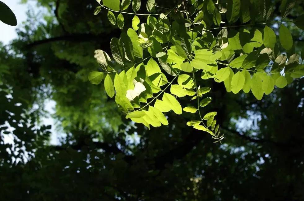 关于绿槐的诗文,绿槐阴最厚全诗