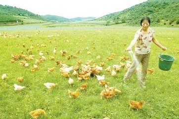 农村空房养殖什么最赚钱,农村创业种养殖什么好