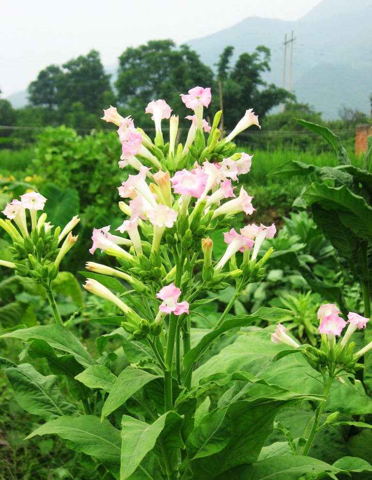 关于世界戒烟日的来历,国际戒烟日
