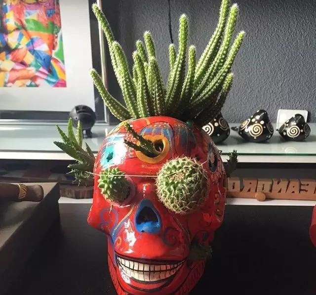 外国大神多肉,ins多肉