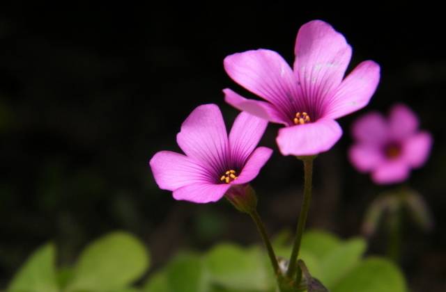 红花酢浆草和苜蓿草的区别,红花酢浆草植物简介