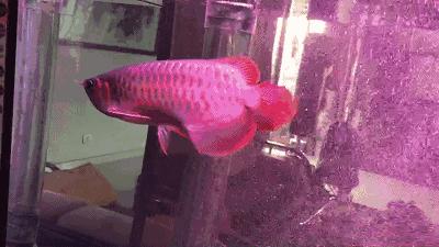 龙鱼为啥是身体弯曲死,龙鱼身体弯曲呈s型怎么回事