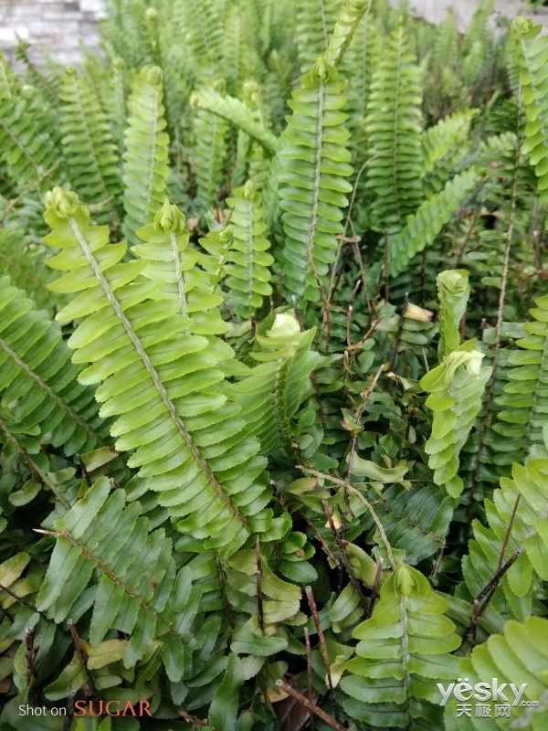 糖果s11配置怎么样,s101深度评测