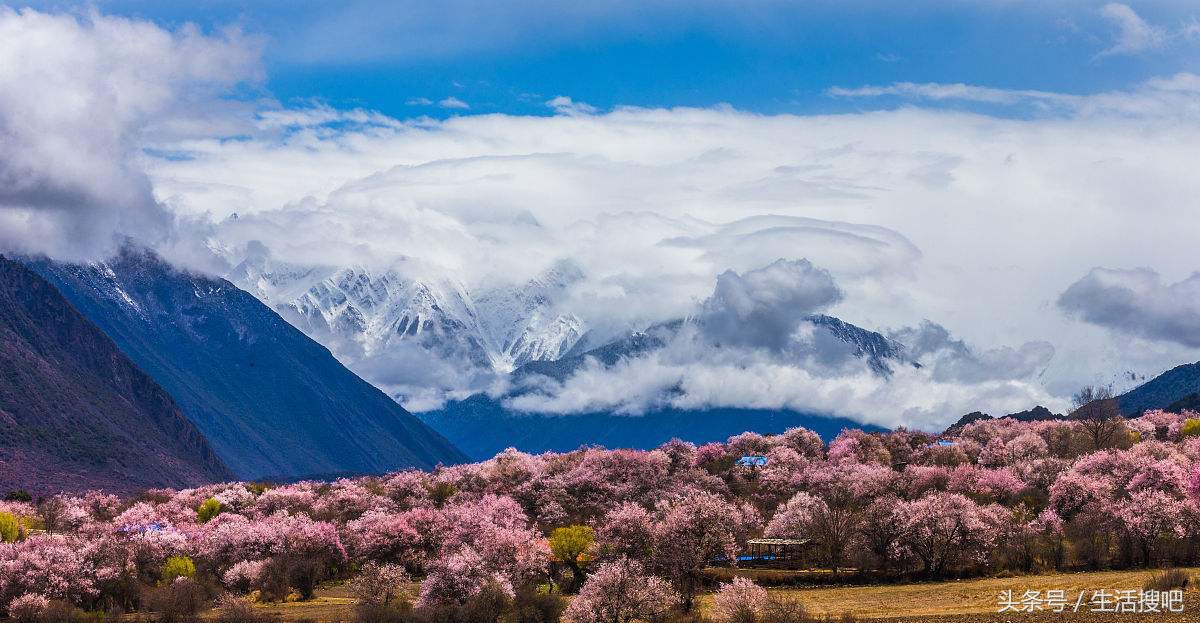 西藏林芝雪域桃花季,中国最美的春天西藏林芝桃花季