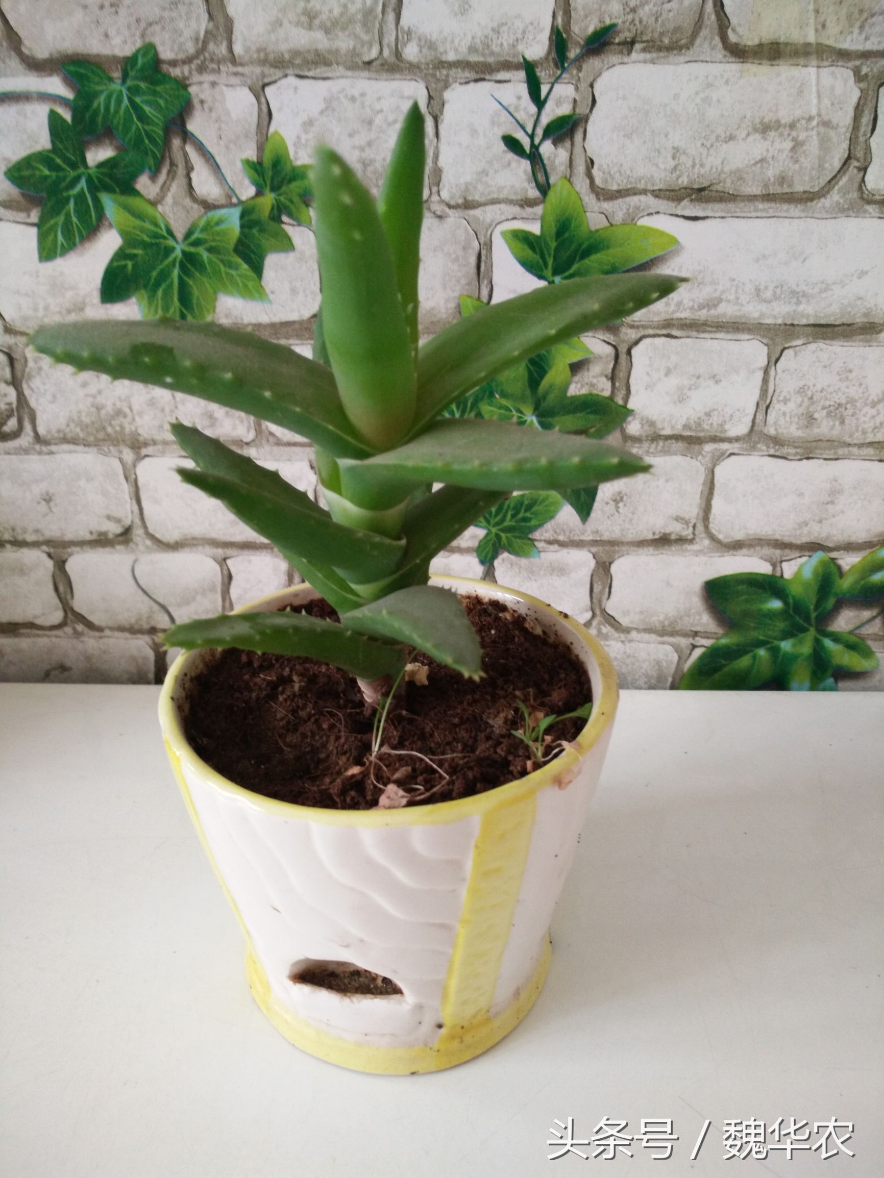 芦荟叶子有红点是什么原因,芦荟叶片出现褐色斑点