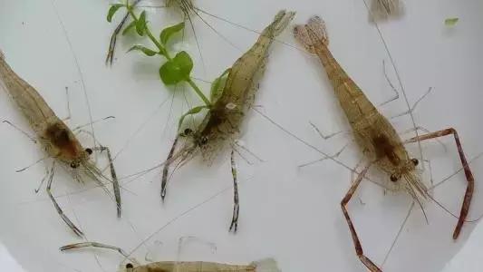 养河虾技术视频教程,该如何养河虾的讲解视频