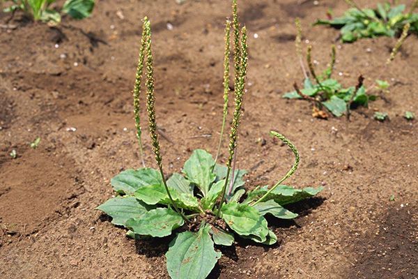 农村常见100种野花图片及名称,农村常见的50种野花名字