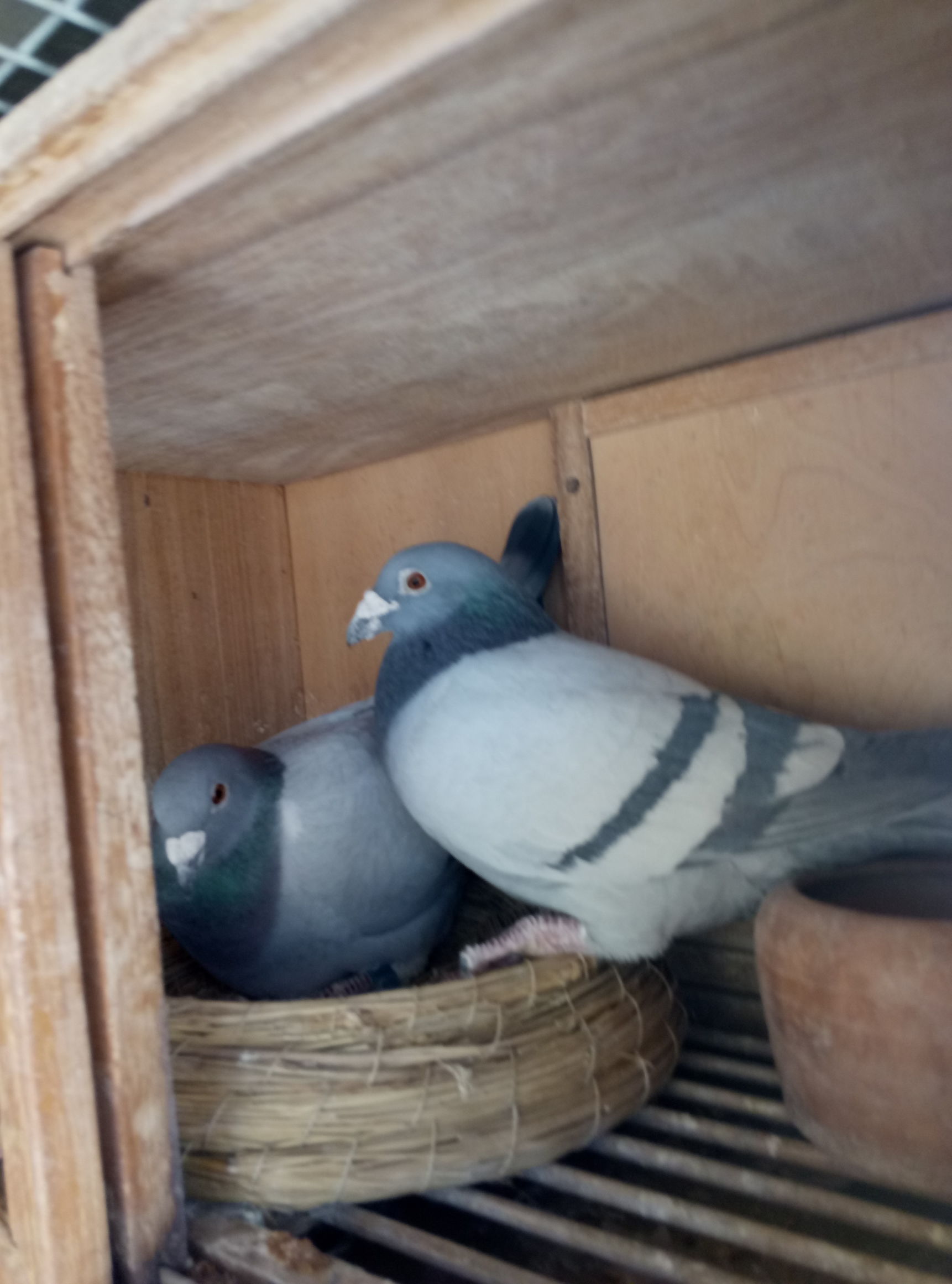 种鸽自由繁育,种鸽喂雏鸽多久重新配对