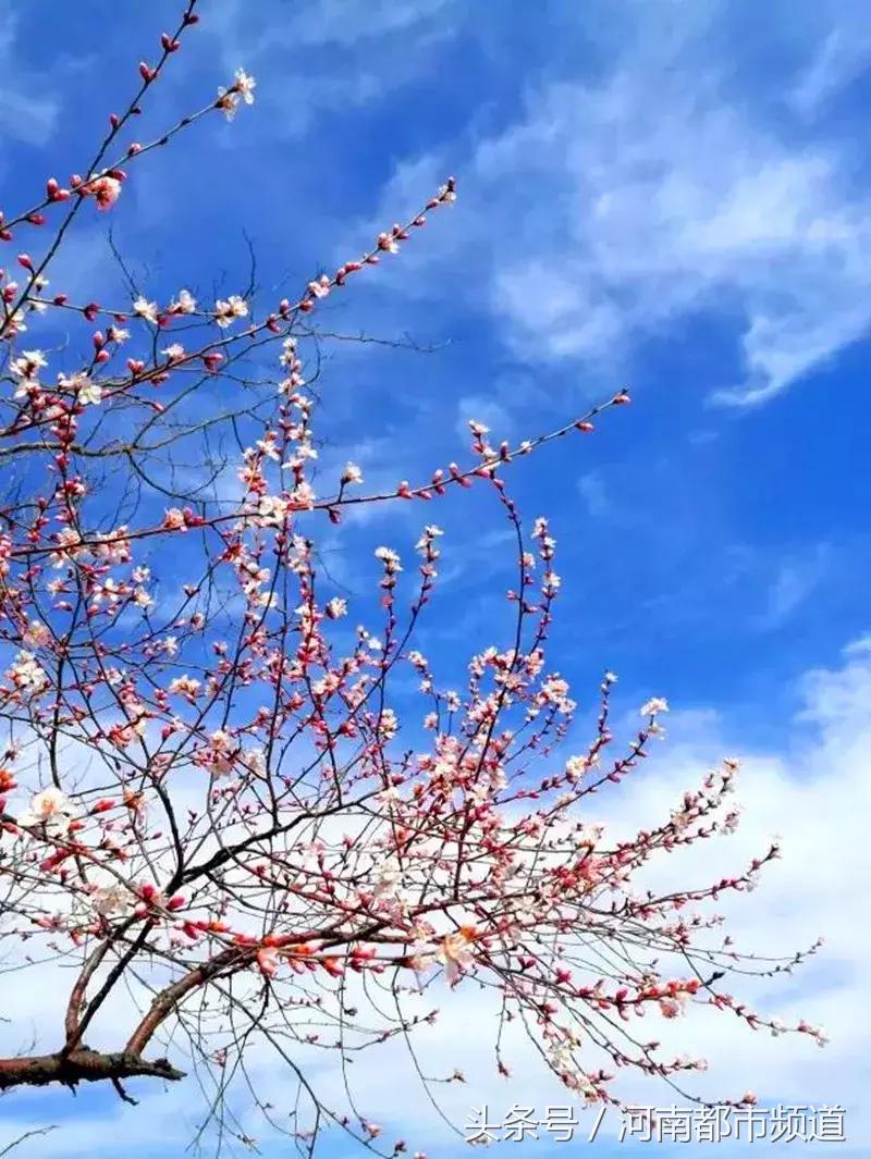 河南最美桃花海,浪漫西藏林芝桃花有多惊艳