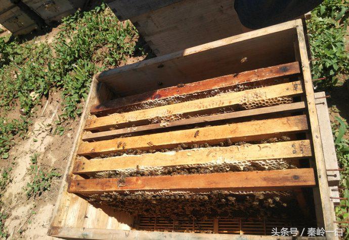 我们常吃的蜂蜜你真的了解它吗,蜂蜜是这样来的你还敢吃吗