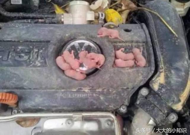 怎么去除汽车上腐烂食物,怎么去除车上的动物有腐臭味