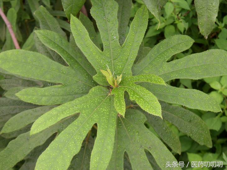 脾虚长期便溏的最好中成药,脾虚便溏用什么药酒调理