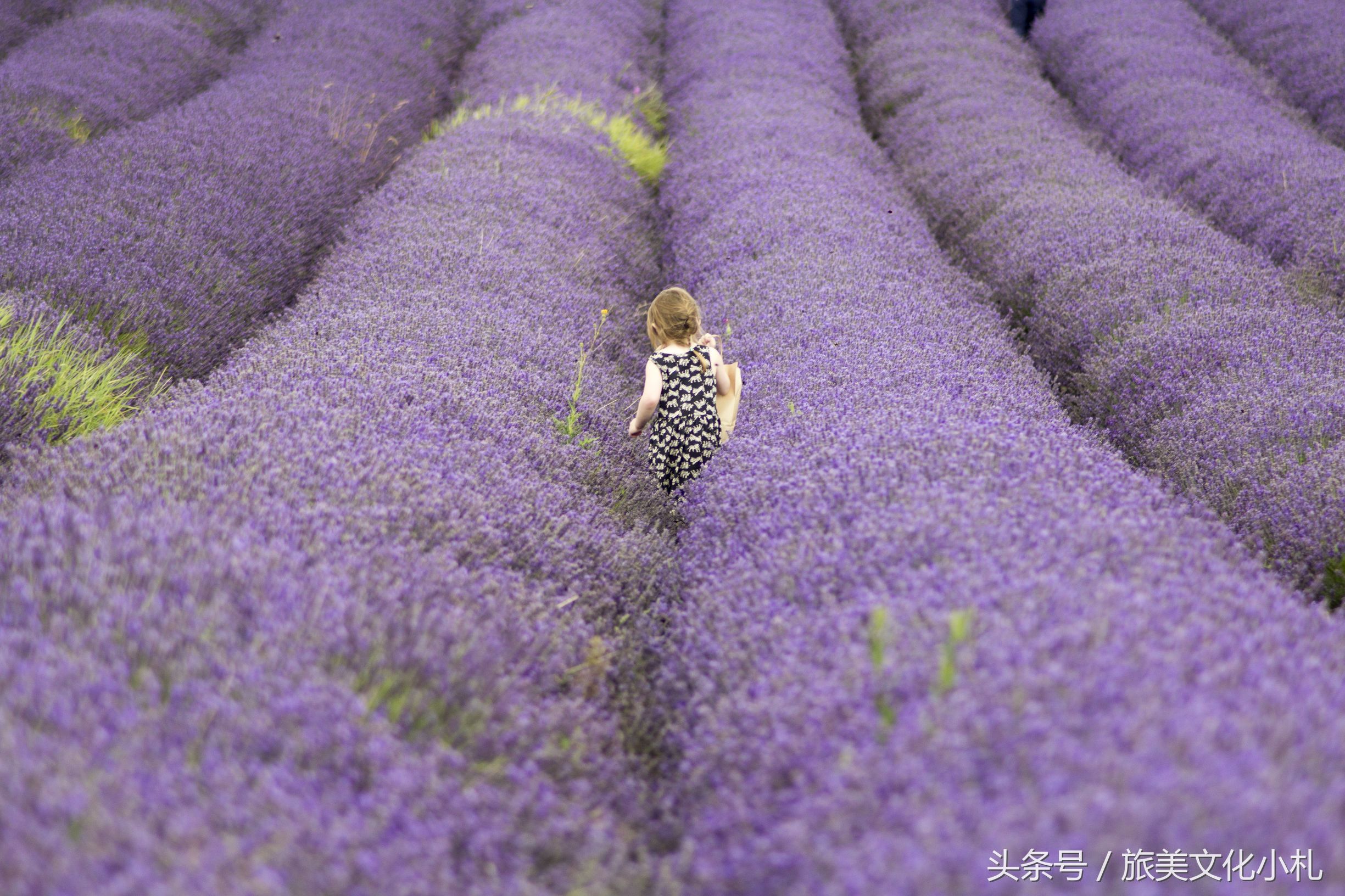薰衣草花语代表爱情,衣草的花语是等待幸福