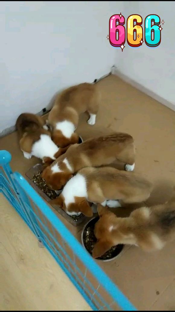 柯基怀孕2月生了5只小奶狗，主人一只没送，网友：一看就是土豪！