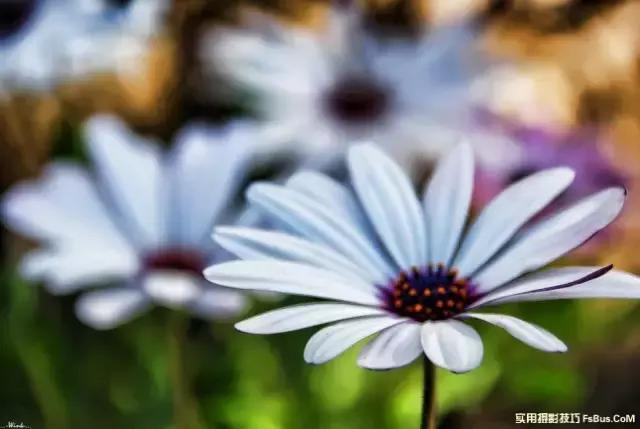 如何拍出浅景深唯美儿童照片,小光圈拍出浅景深