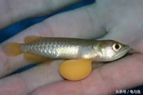 过背金龙鱼成长记录,过背金龙鱼1个月能长多少