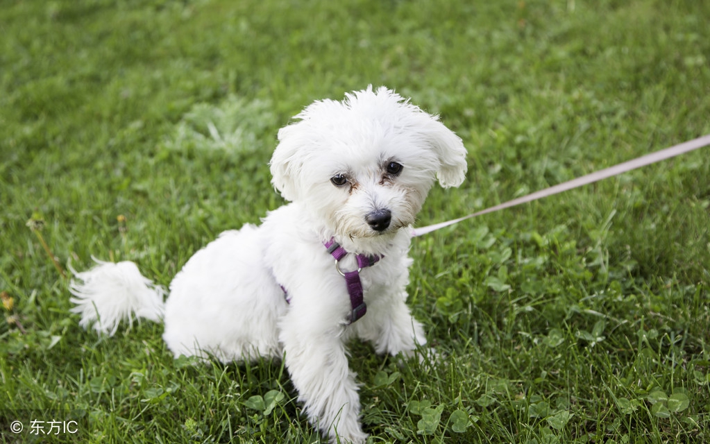 贵宾犬剪眼睛毛,贵宾犬剪毛用什么剪刀