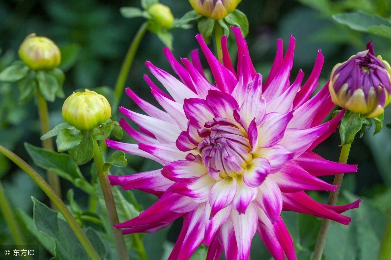 翠菊栽培,盆栽翠菊图片