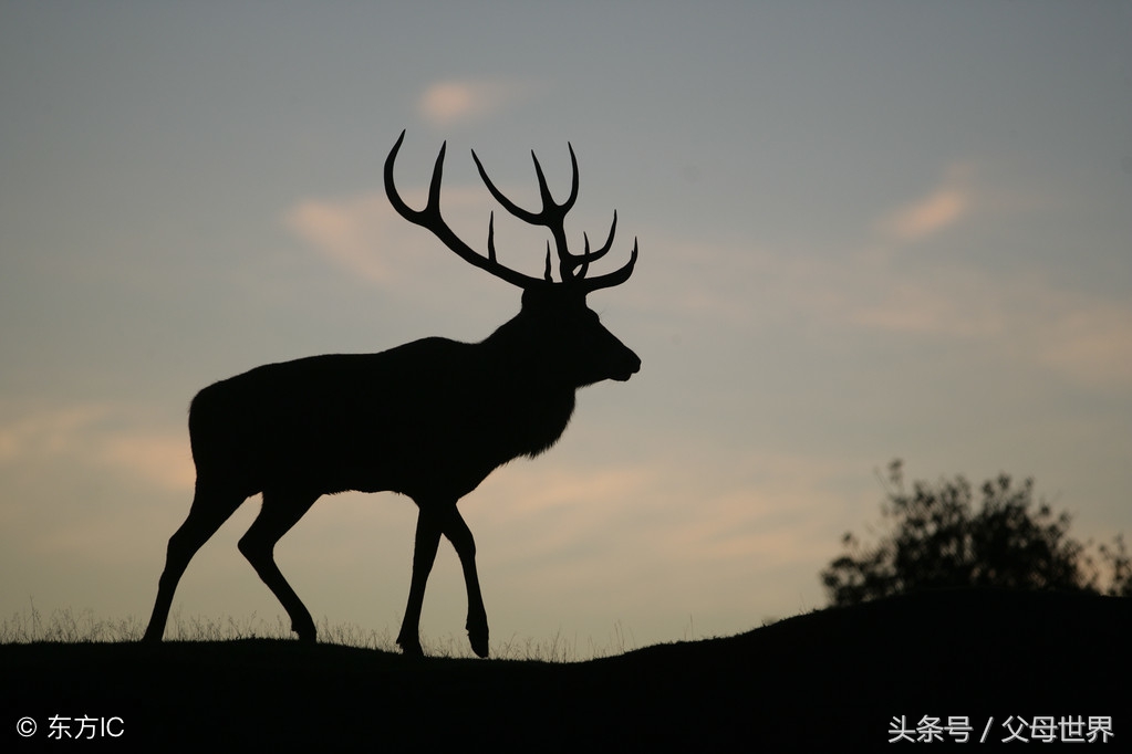 世界地球日，最适合孩子看的18部自然纪录片，趁周末，带娃看起来