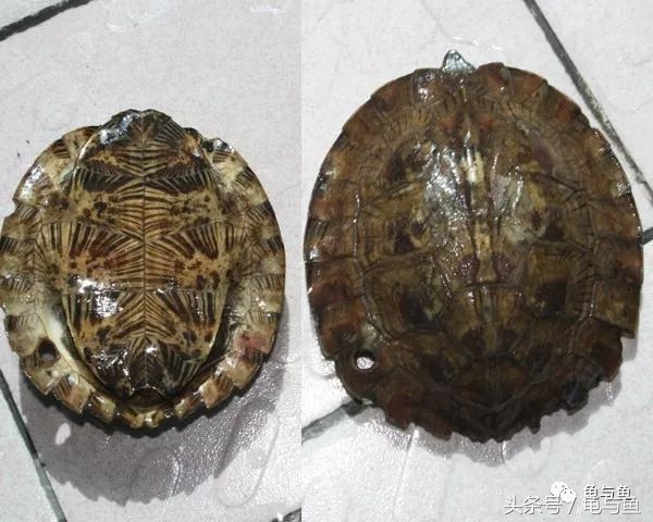 常见宠物龟能长多大的寿命,龟的寿命和使用方法