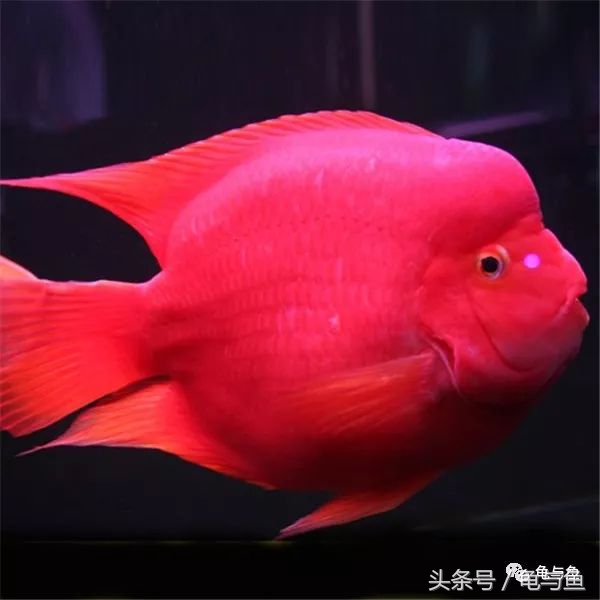 鹦鹉鱼和财神鹦鹉鱼的区别,起头鹦鹉鱼介绍