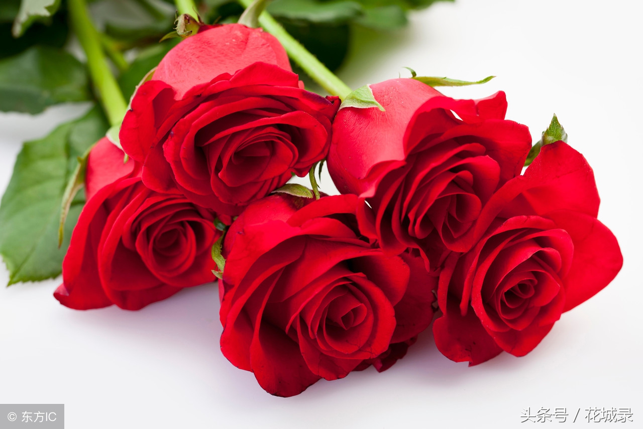 蔷薇月季和玫瑰的区别,月季跟蔷薇跟玫瑰有什么区别